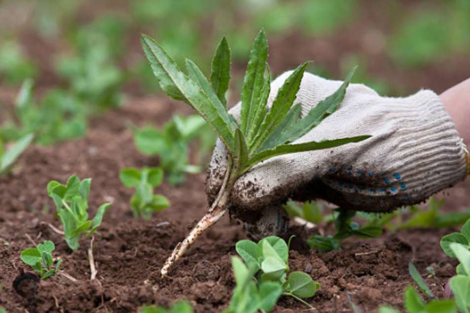 screenshot 2025 08 11 165741